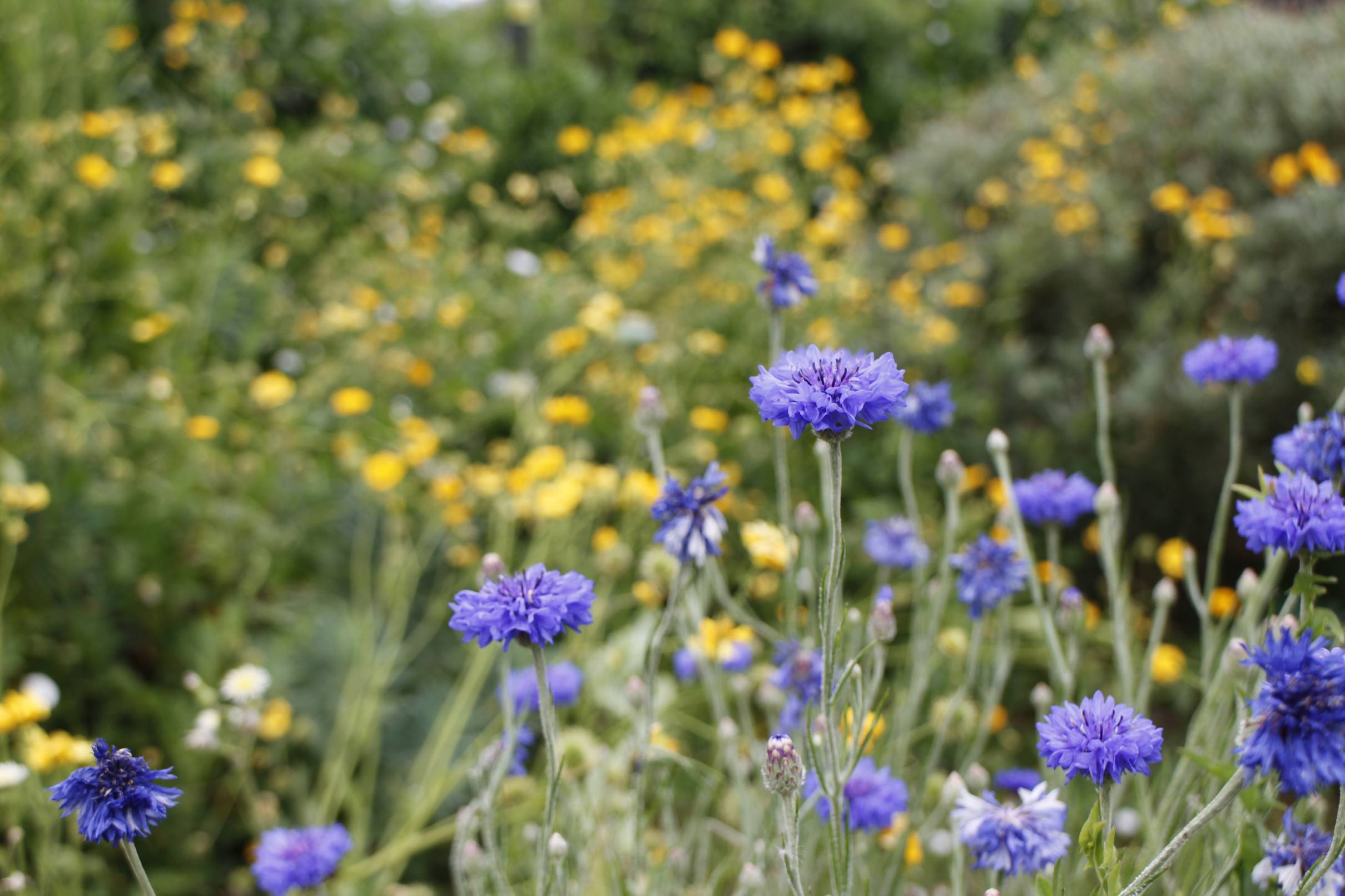 The gardens are open again!